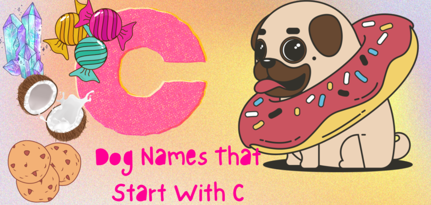 Dog Names That Start With C