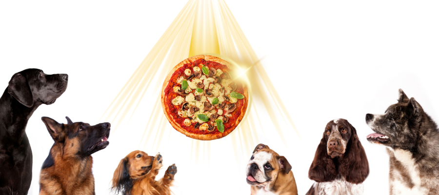 Is There Any Pizza That Is Safe for Dogs
