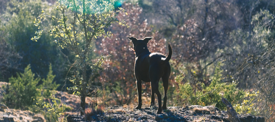 native-american-dog-names-with-powerful-meanings-petstime