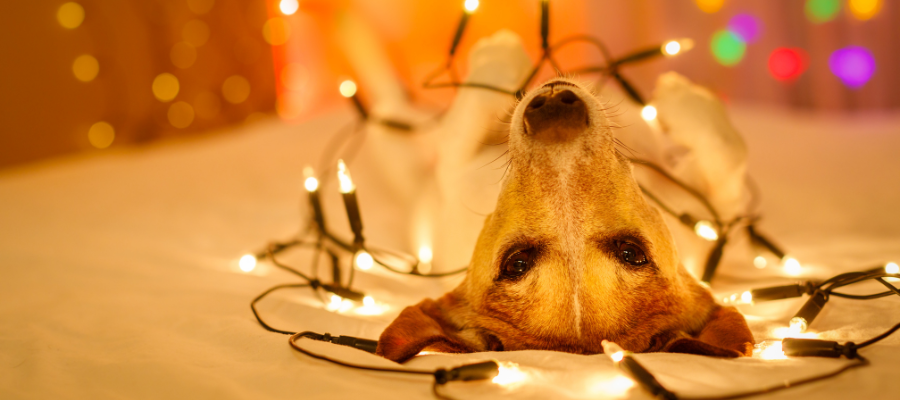 The Coolest Female Dog Names