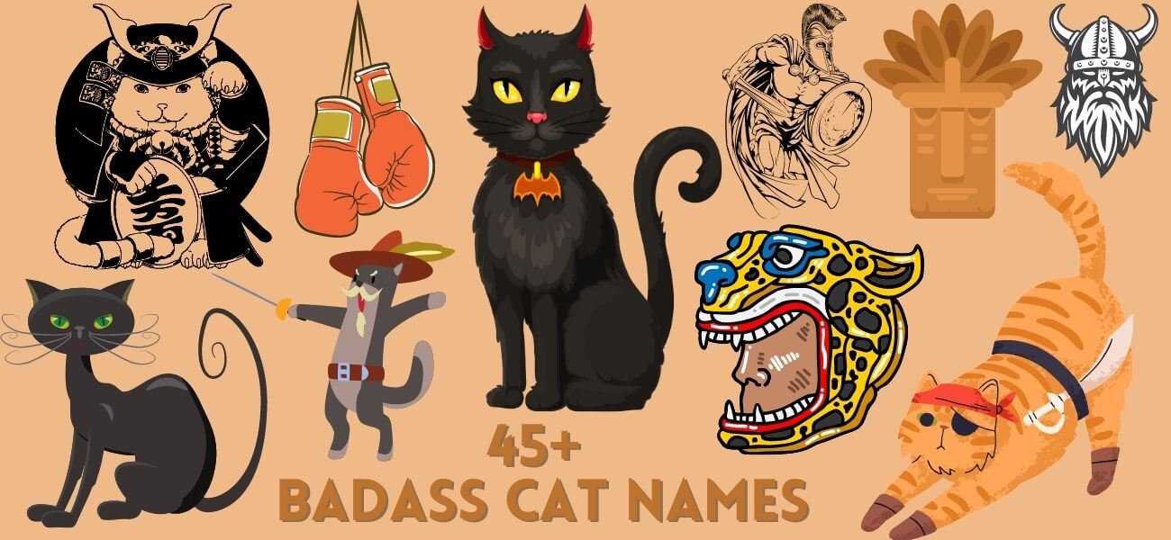 badass-cat-names-80-ideas-for-your-ferocious-feline-petstime