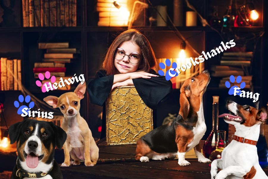 Best Harry Potter Dog Names