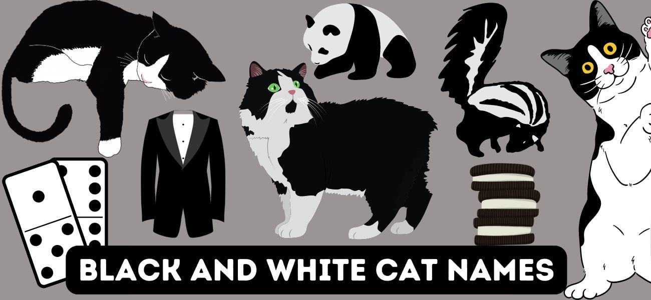 Black and White Cat Names Naming Your Tuxedo Kitty PetsTime