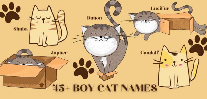 Boy Cat Names 45 Adorable Male Kitten Names PetsTime