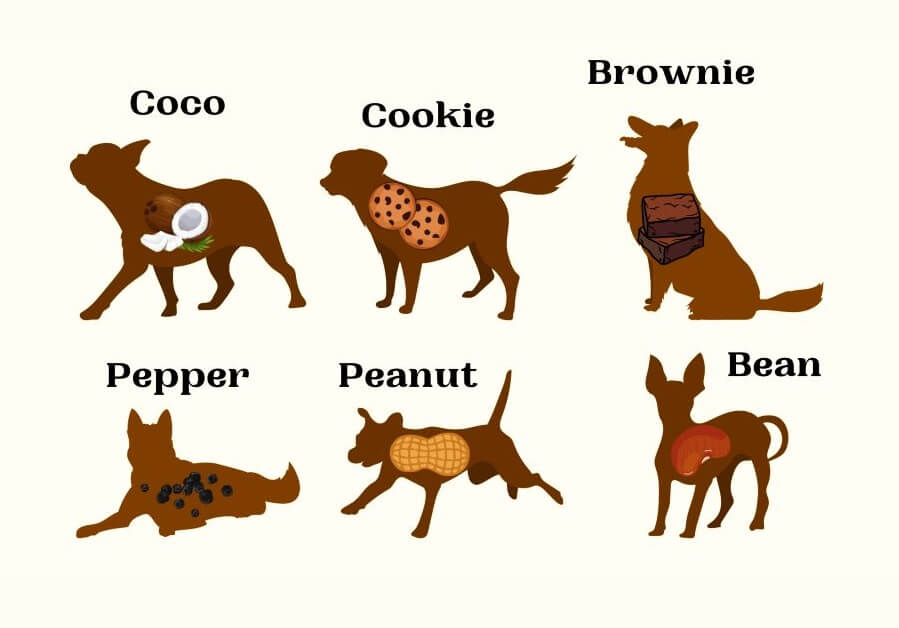 Brown Dog Names Based on Popularity