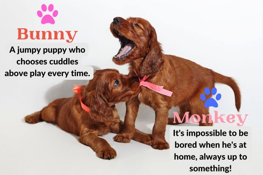 Brown Dog Names Inspired by Other Animals