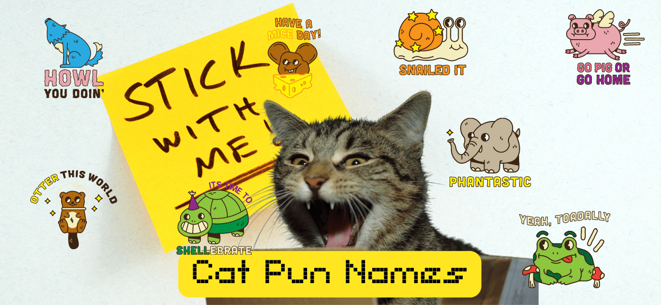 cat-pun-names-70-punny-names-for-your-kitty-petstime