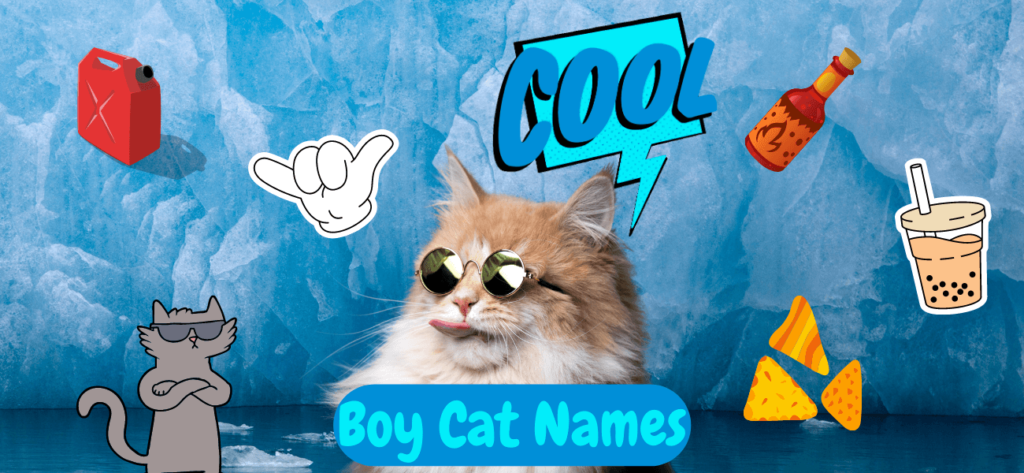 cool-boy-cat-names-50-ideas-for-your-boy-kitten-petstime