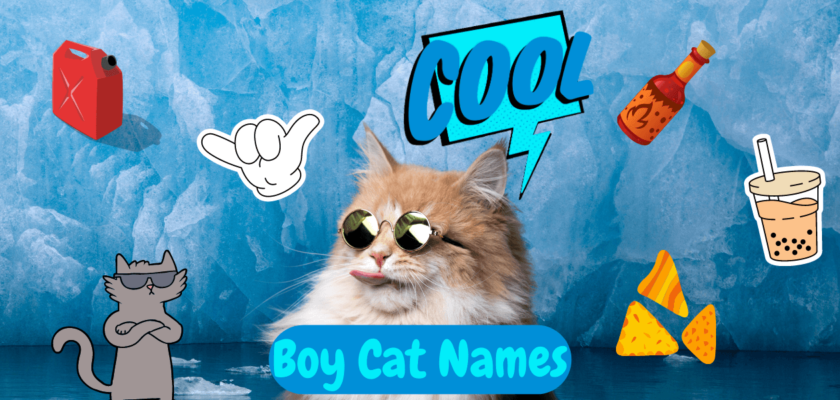 cool boy cat names