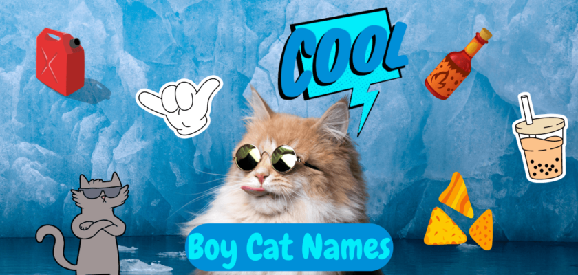 Cool Boy Cat Names 50 Ideas For Your Boy Kitten PetsTime