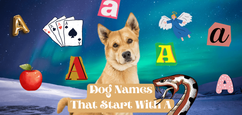 dog names that start with a