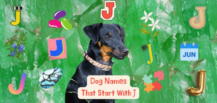 dog names that start with j