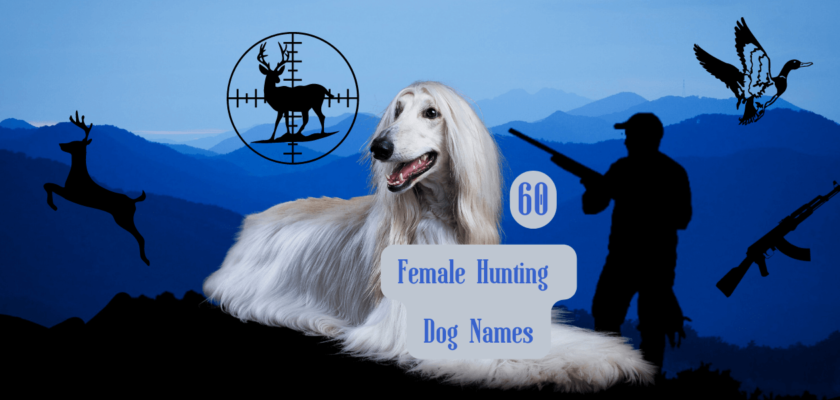 female hunting dog names