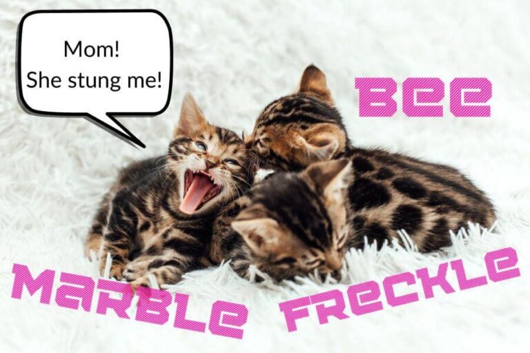 Tabby Cat Names 90+ Perfect Names for Tabbies PetsTime