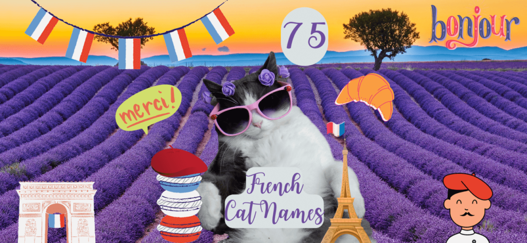 French Cat Names 1024x473 