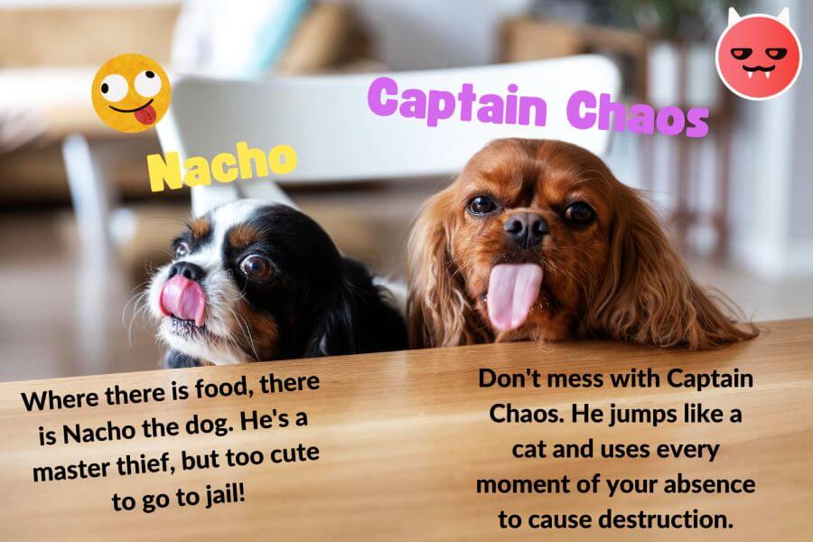 Funny Male Dog Names