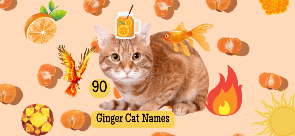 Red Cat Names Orange Cat Names – 100+ Ideas for Ginger Cat Names