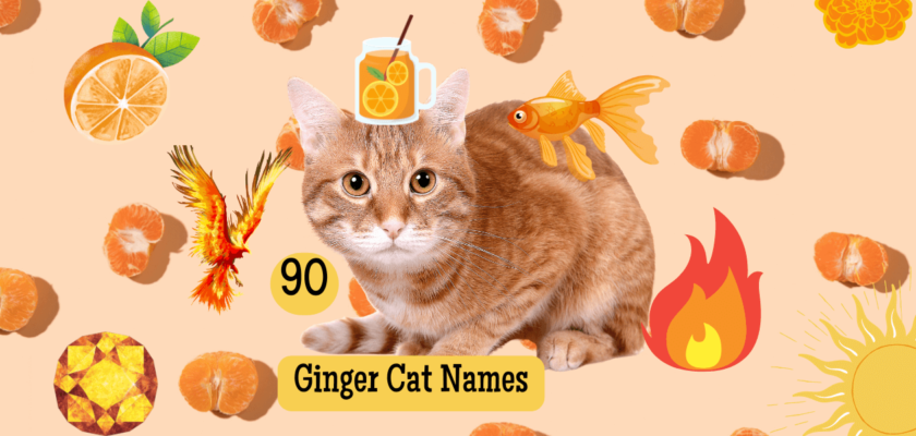 ginger cat names