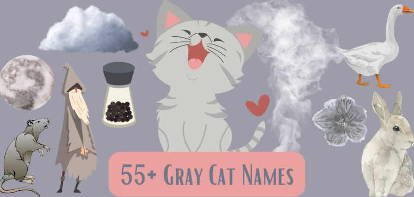 gray cat names