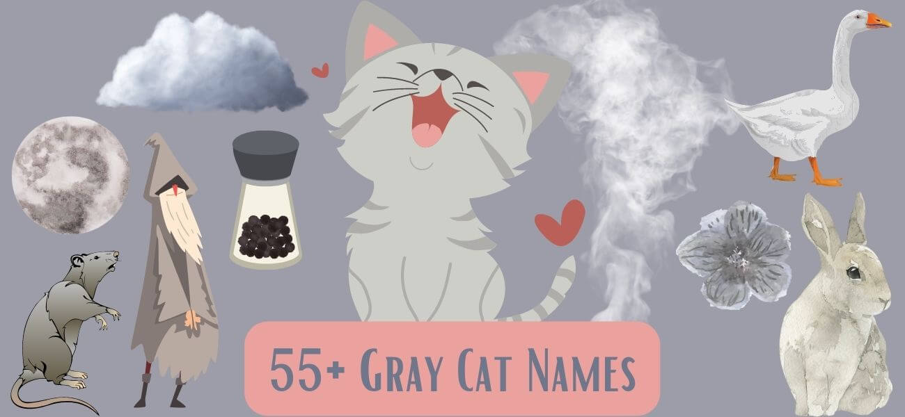 grey-cat-names-un-popular-names-for-gray-cats-petstime