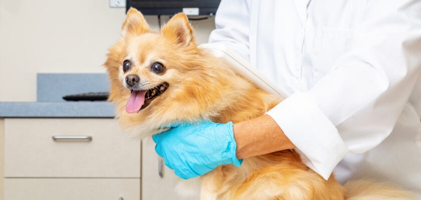 how much does it cost to microchip a dog