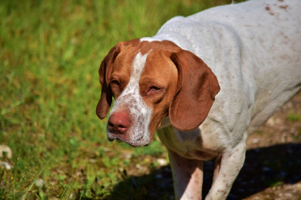 Hunting Dog Breeds & Their Characteristics