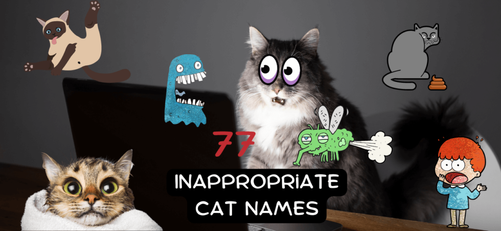 inappropriate-cat-names-that-will-make-people-gasp