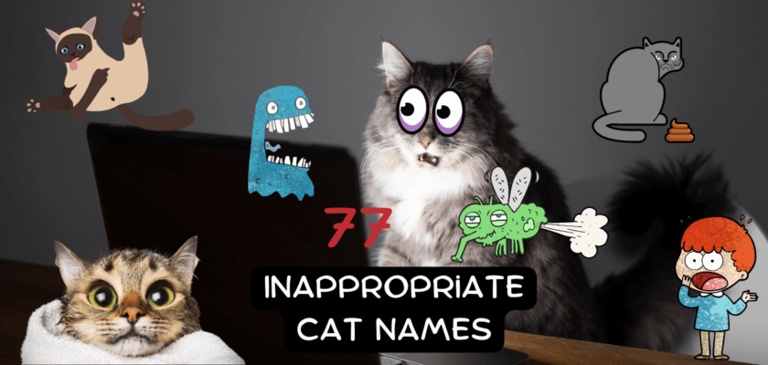 inappropriate cat names