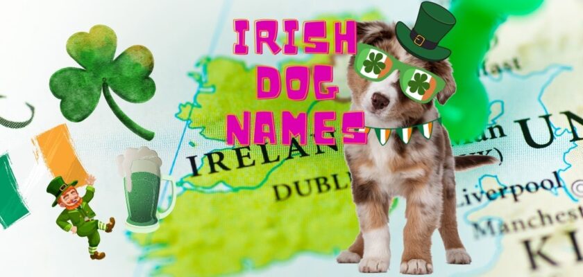 irish dog names