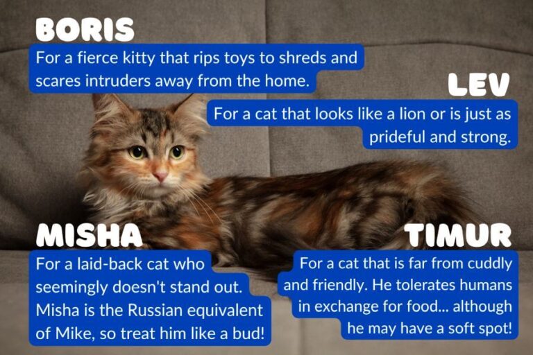 Russian Cat Names With Meanings for Your Koshka PetsTime
