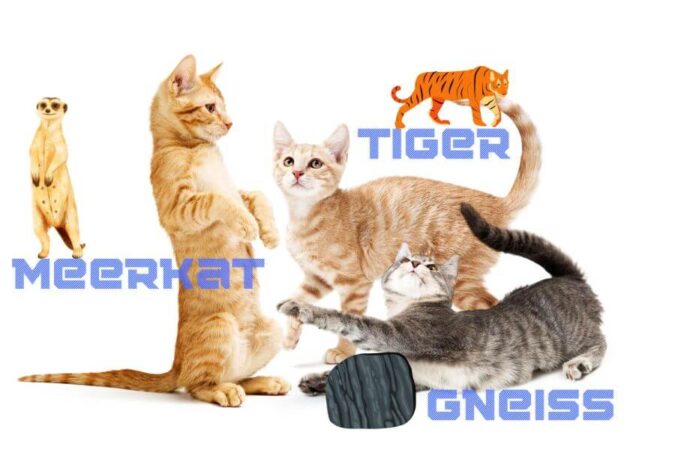 Tabby Cat Names Perfect Names For Tabbies Petstime