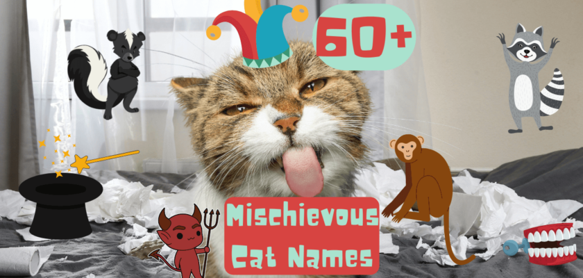 mischievous cat names