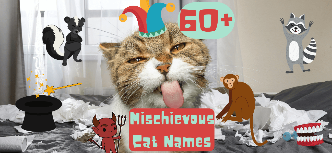 mischievous-cat-names-60-ideas-for-your-kitten-petstime