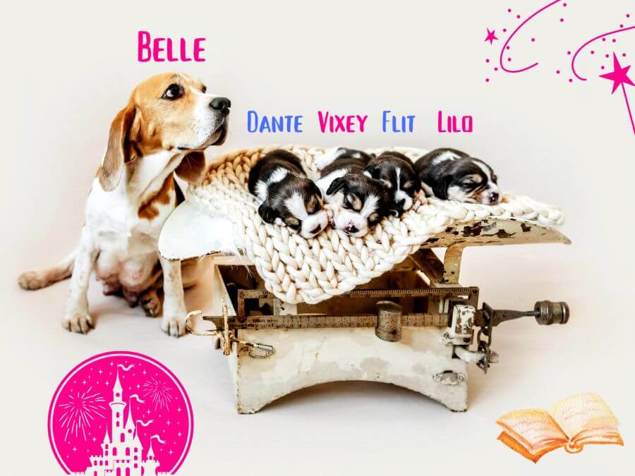 Other Disney Names for Dogs