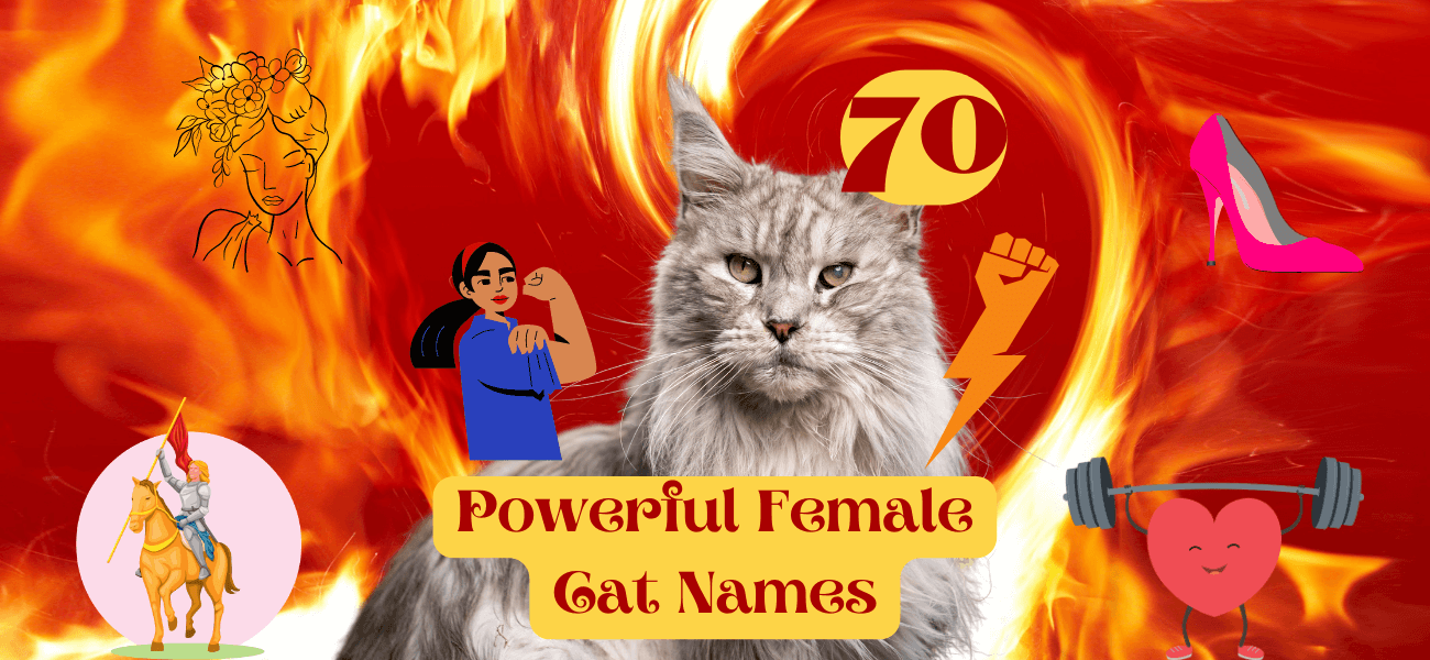 Powerful Female Cat Names 70 Ideas For Sassy Felines