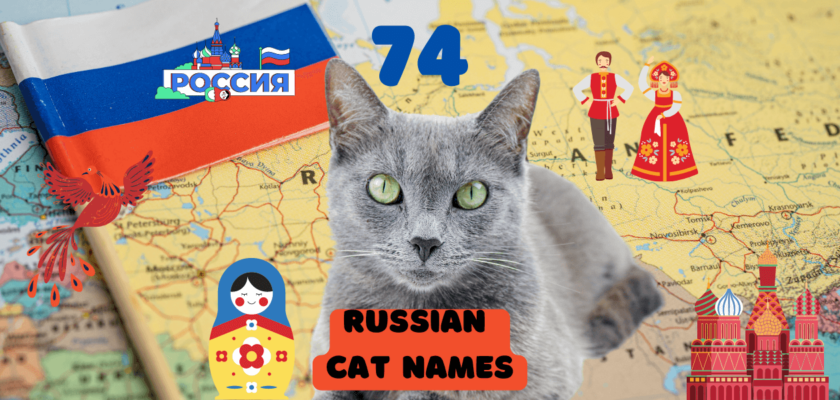 russian cat names