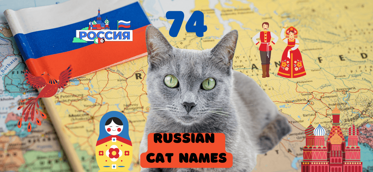 russian-cat-names-with-meanings-for-your-koshka-petstime