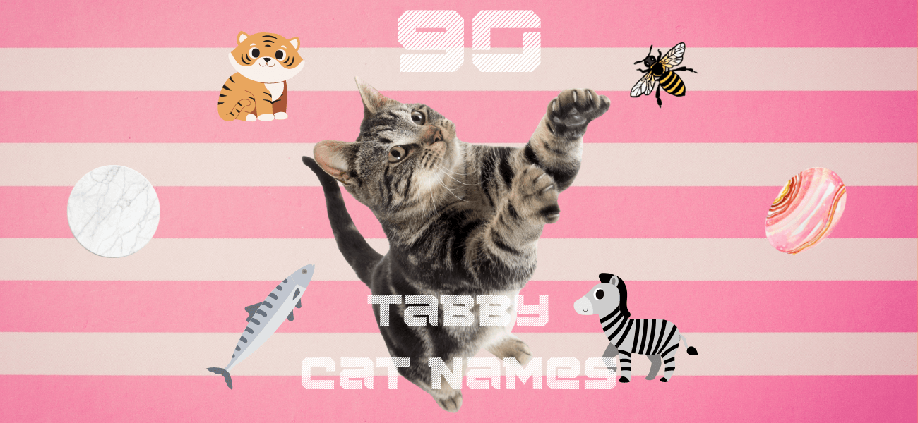 Tabby Cat Names – 90+ Perfect Names For Tabbies - PetsTime