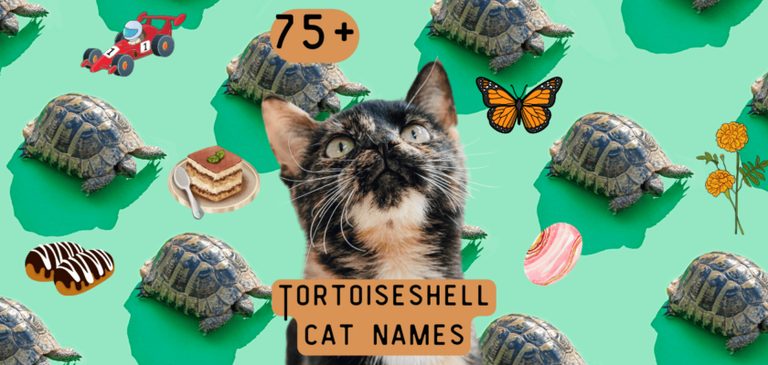 tortoiseshell cat names