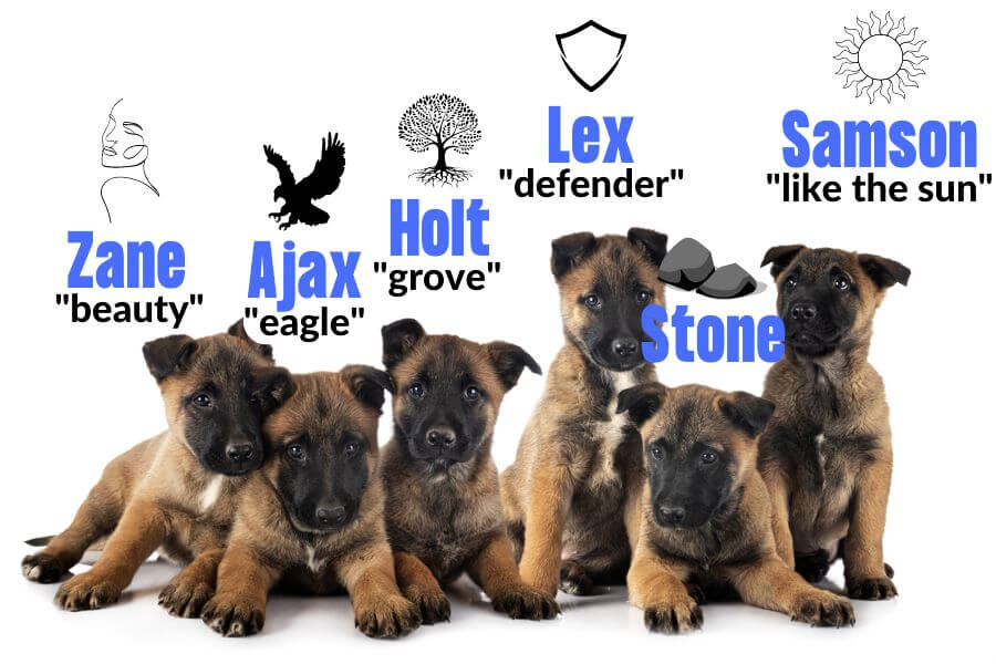 Tough Dog Names 200 Best Ideas For Your Pup PetsTime