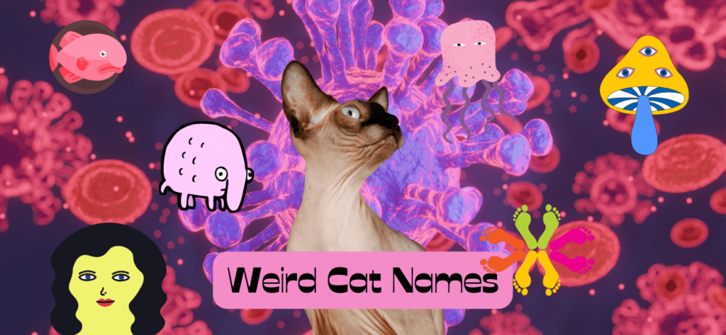 Weird Cat Names 100 Quirky Ideas For Your Kitty PetsTime