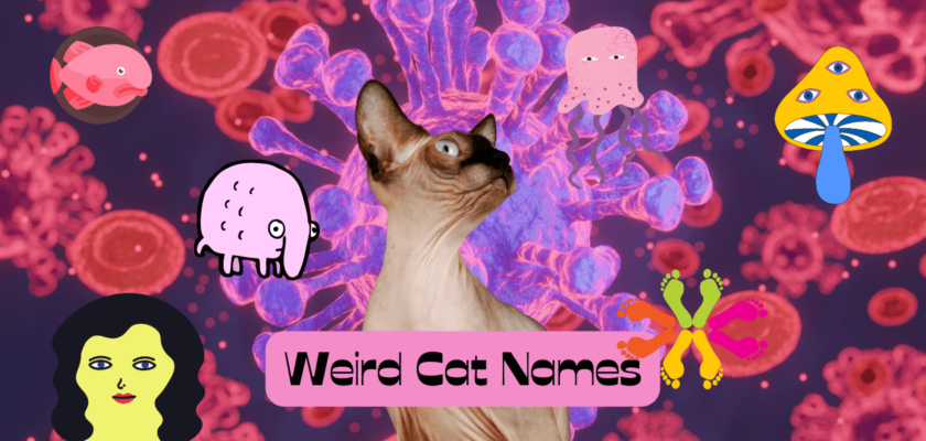 weird cat names