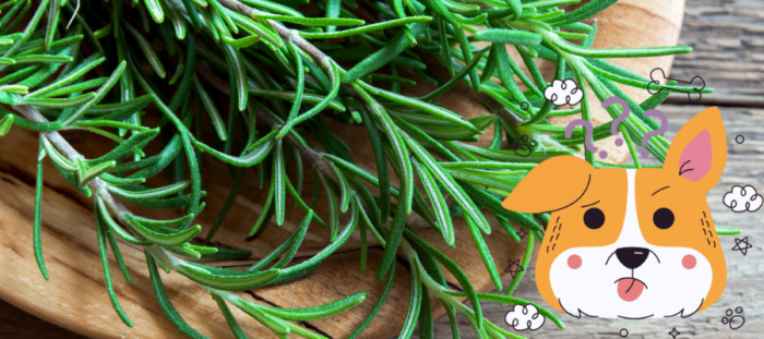 can-dogs-eat-rosemary-are-herbs-safe-for-dogs-petstime