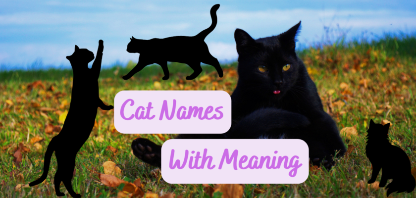 Cat Names With Meaning