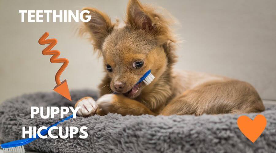 What Are Puppy Hiccups?
