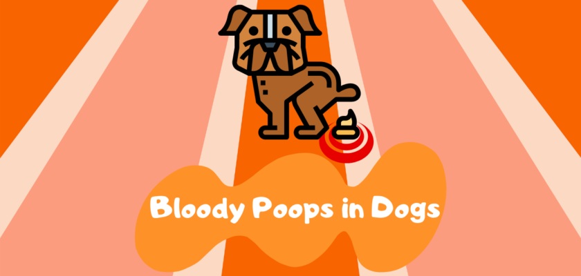 Why Is My Dog Pooping Blood