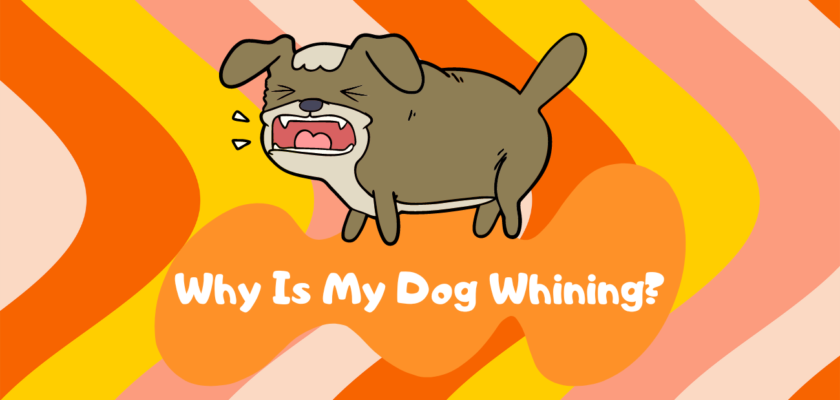 Why Is My Dog Whining