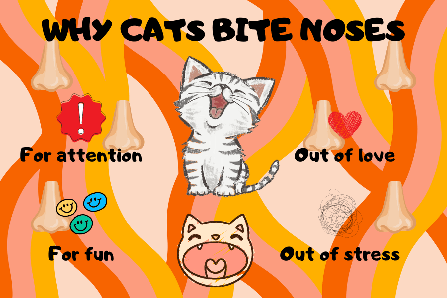 why-does-my-cat-bite-my-nose