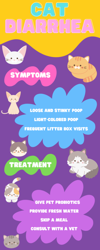 Why Does My Cat Have Diarrhea? | Cat Diarrhea Tips - PetsTime