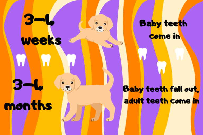 Do Dogs Lose Baby Teeth? PetsTime